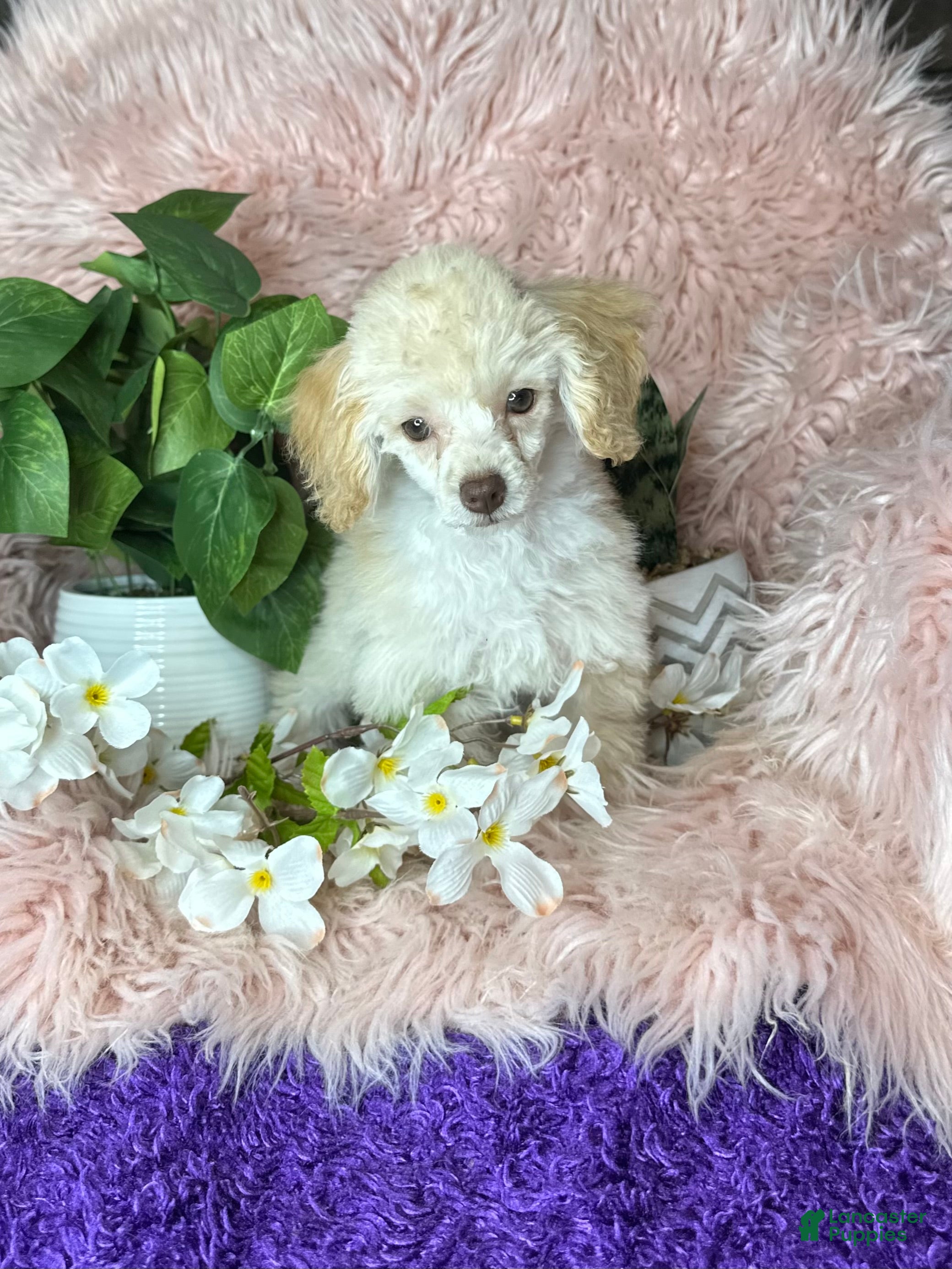 Toy Poodle dogs Rosemary - Ad 6