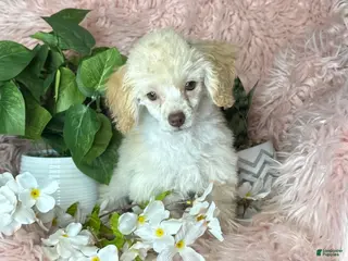 Toy Poodle dogs Rosemary - Ad 6