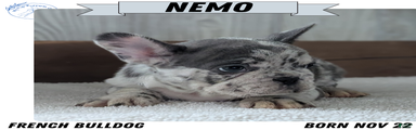 Nemo 