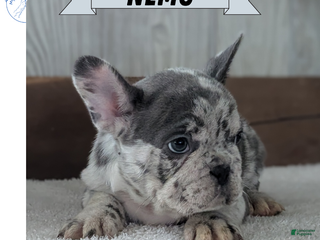French Bulldog dogs Nemo - Ad 13