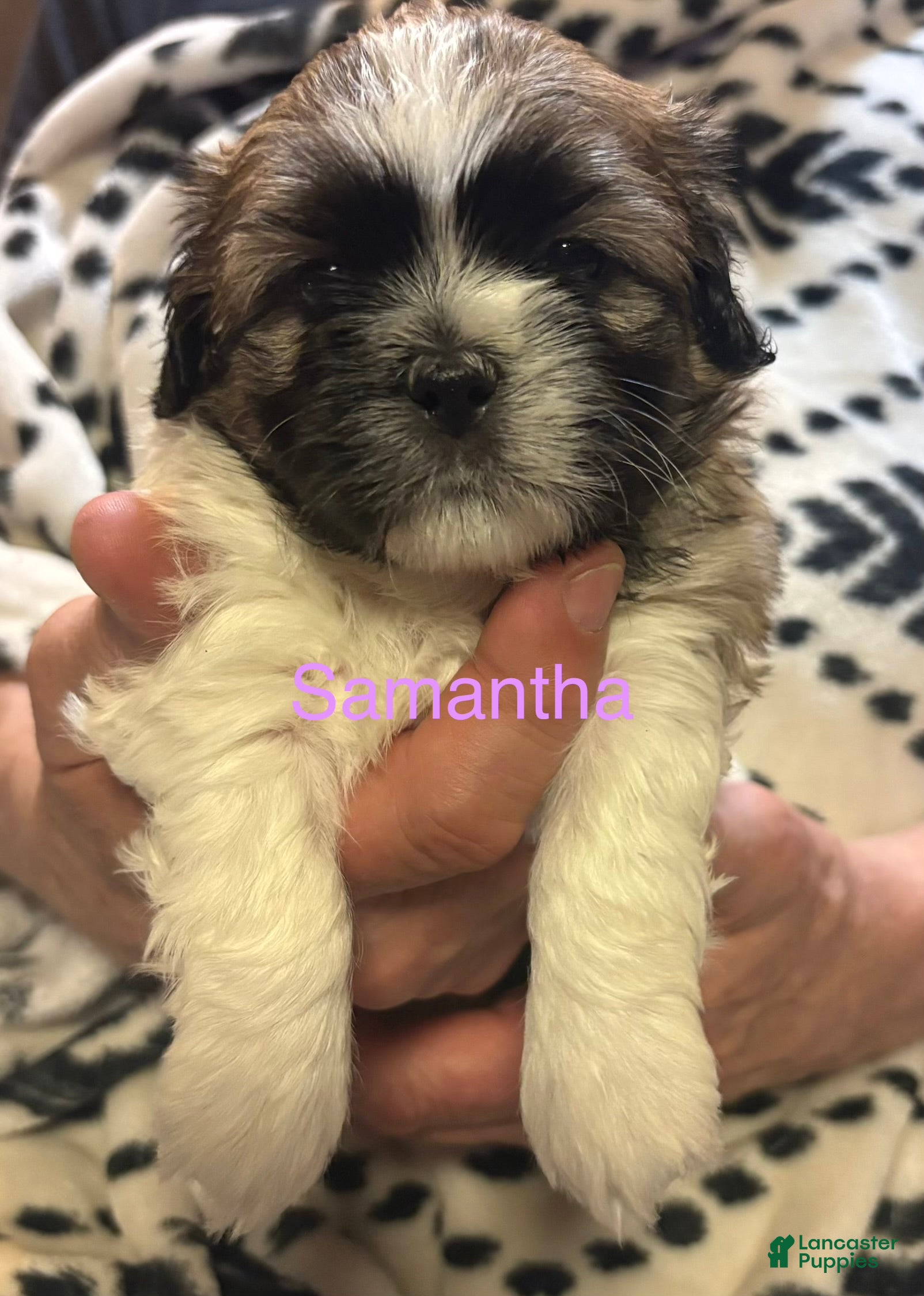 Shih Tzu dogs Samantha  - Ad 1