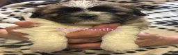 Shih Tzu dogs for sale: Samantha  - Ad 1