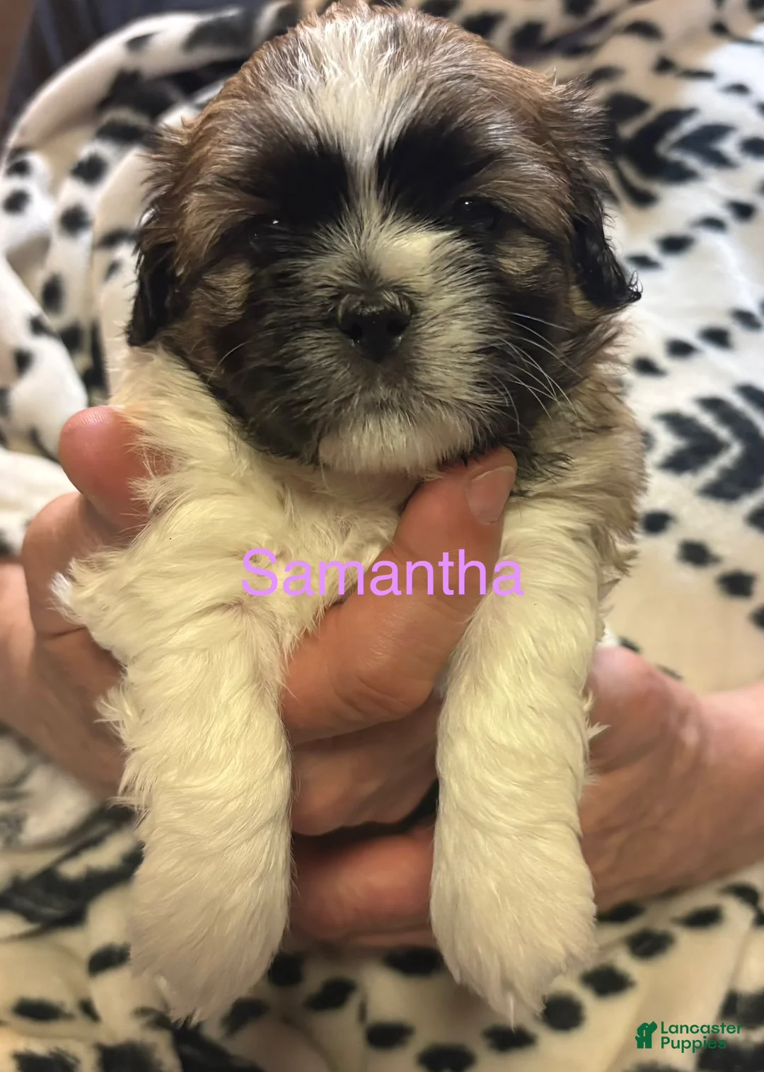 Shih Tzu dogs for sale: Samantha  - Ad 1