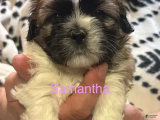 Shih Tzu dogs for sale: Samantha - Ad 4