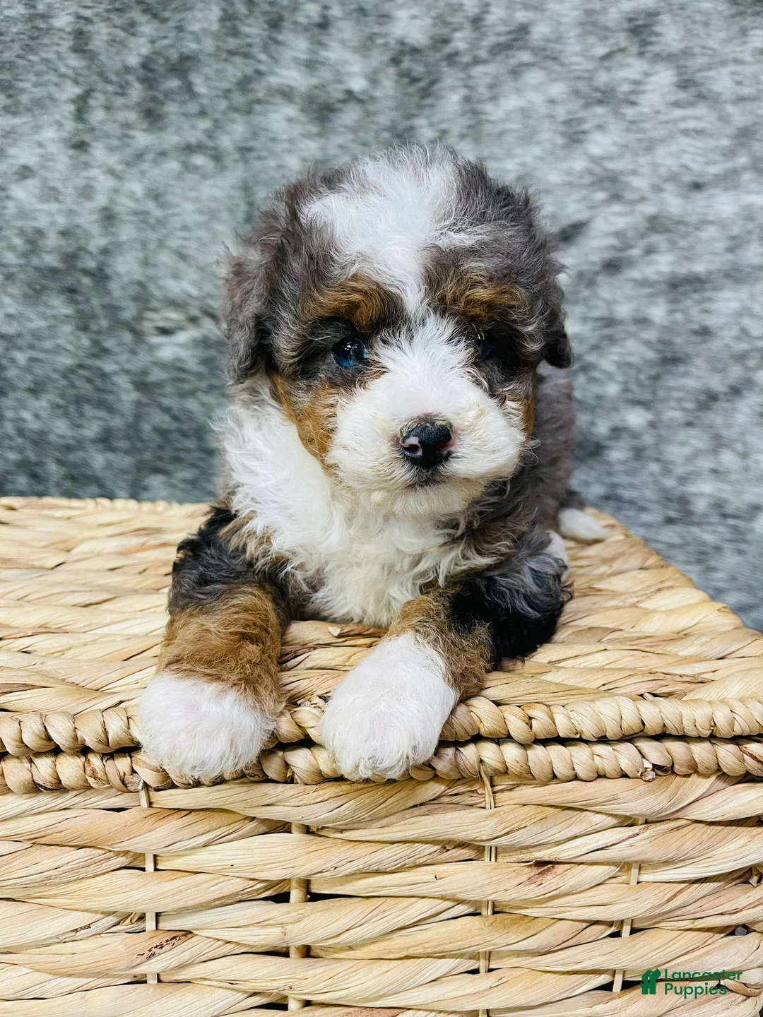 Mini Bernedoodle dogs for sale: Mini Bernedoodle "Tulip" blue eyed - Ad 1