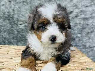 Mini Bernedoodle dogs Mini Bernedoodle "Tulip" blue eyed - Ad 15