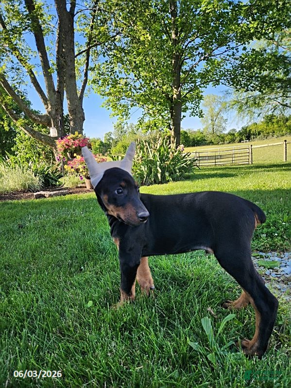 Doberman Pinscher dogs for sale: Roscoe - Ad 4