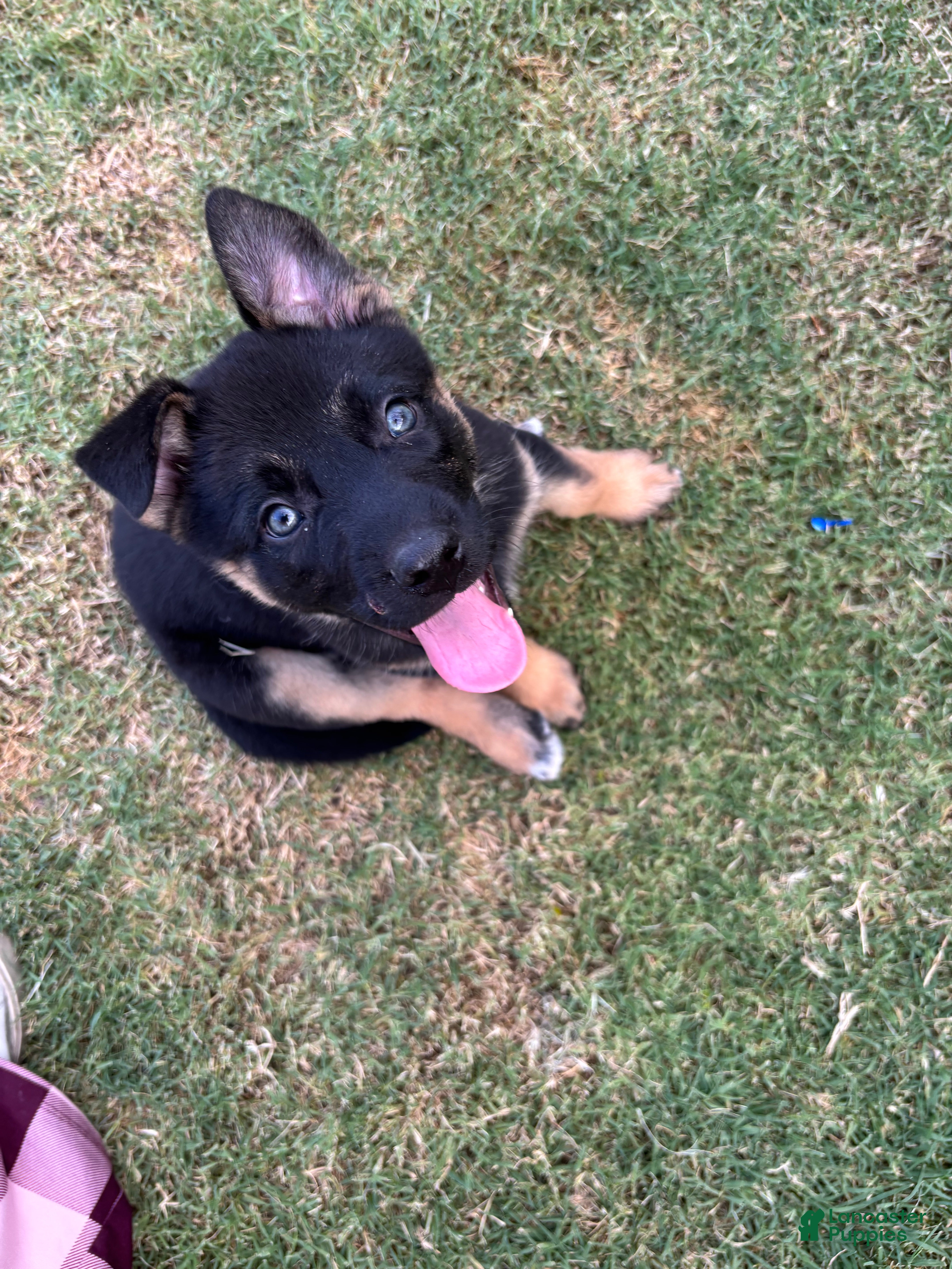 Gerberian Shepsky dogs Shadow - Ad 2
