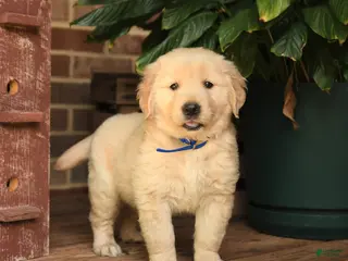 Golden Retriever dogs for sale: Celeste - Ad 1