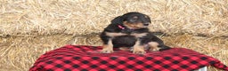 English Shepherd dogs for sale: Tahlia - Ad 4