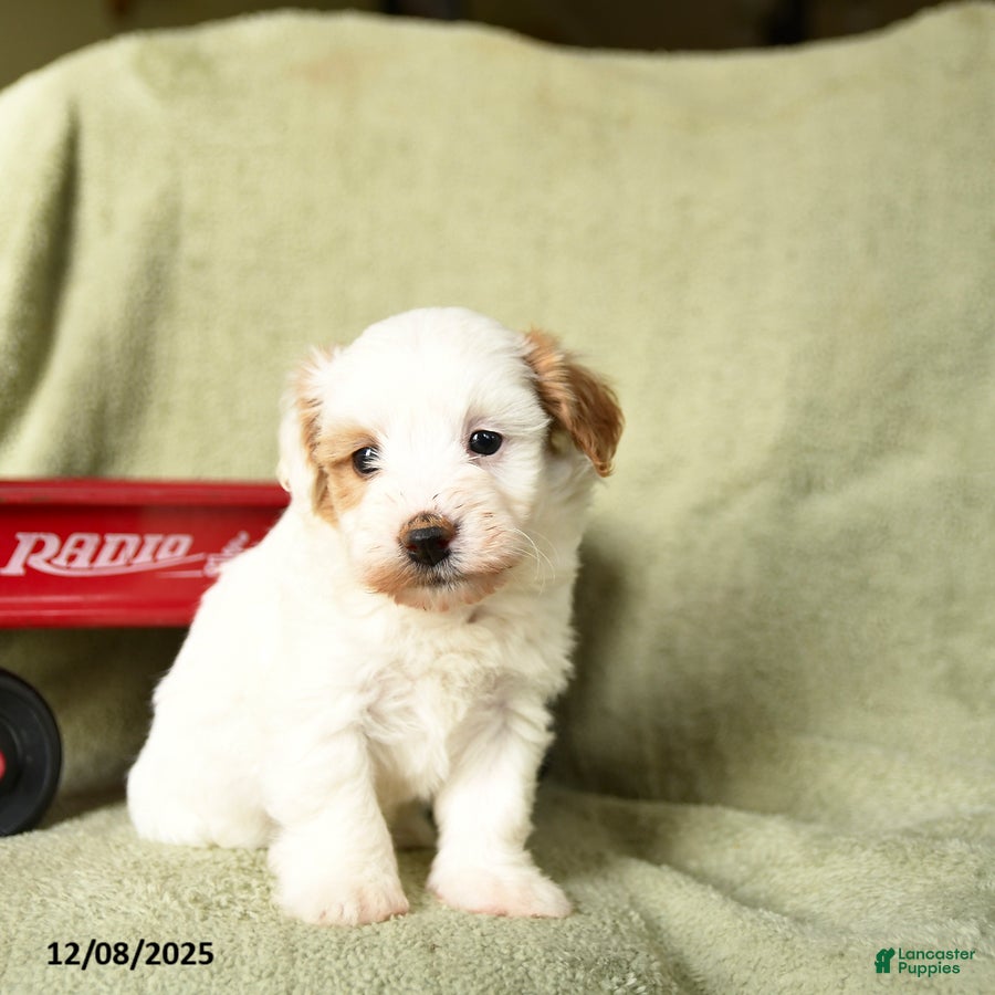 Havapoo dogs Lancelot - Ad 7