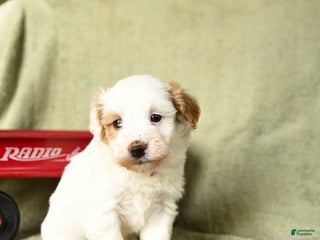 Havapoo dogs Lancelot - Ad 27