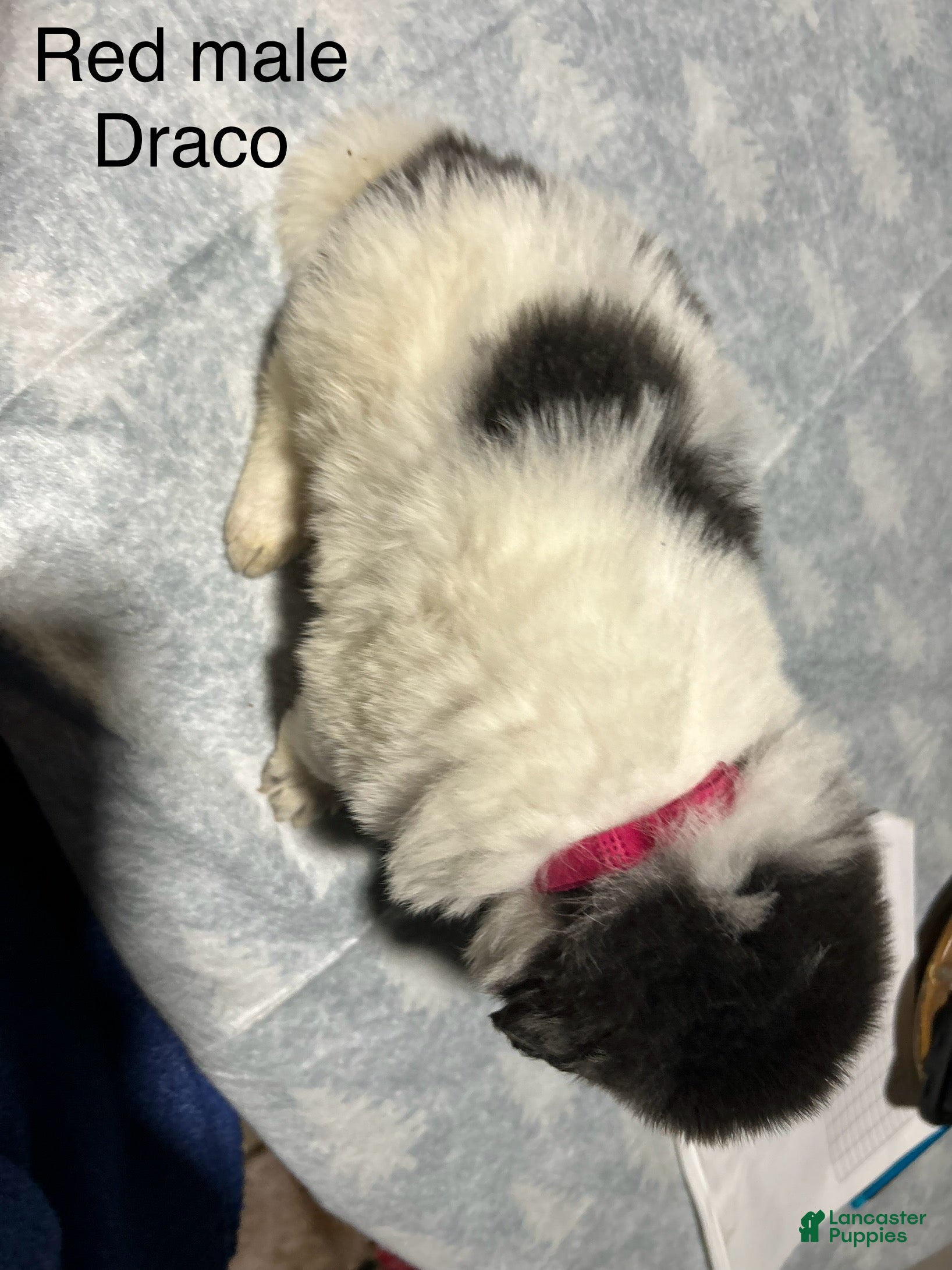 Mixed Breed dogs Mixed Breed Puppy 3 - Ad 7