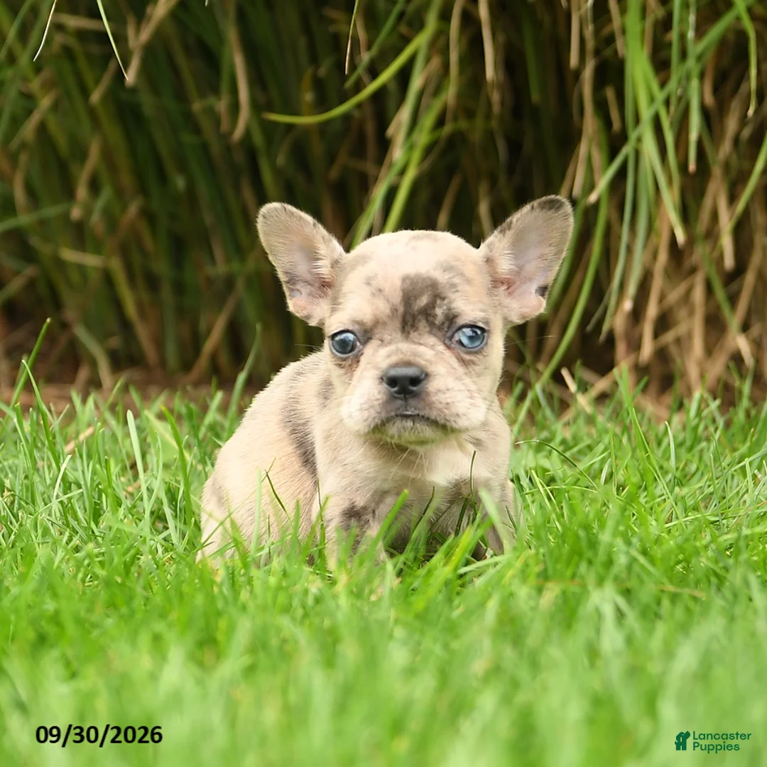 French Bulldog dogs for sale: Hadly - Ad 1