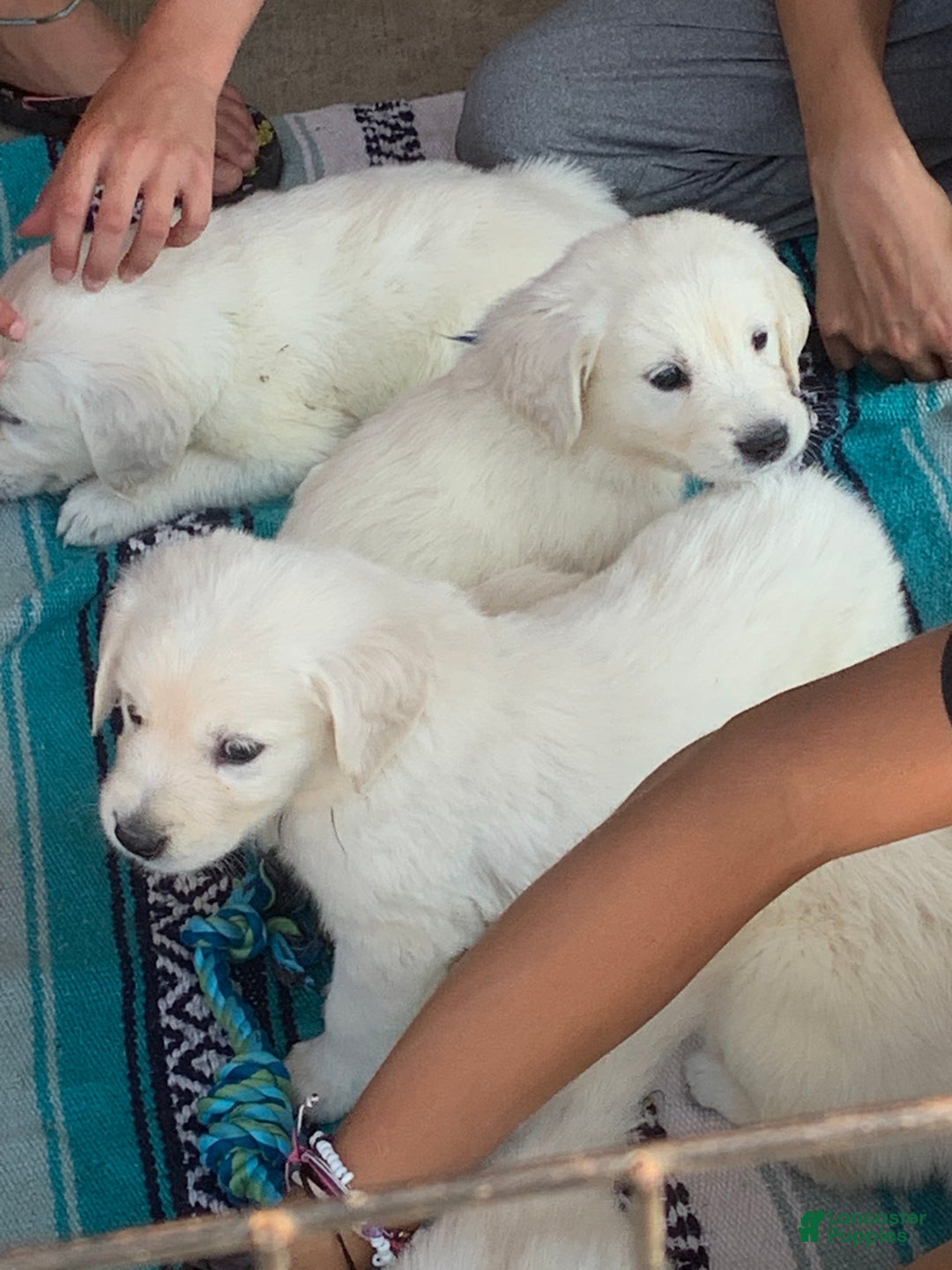 Golden Retriever dogs for sale: Pink collared female  - Ad 6
