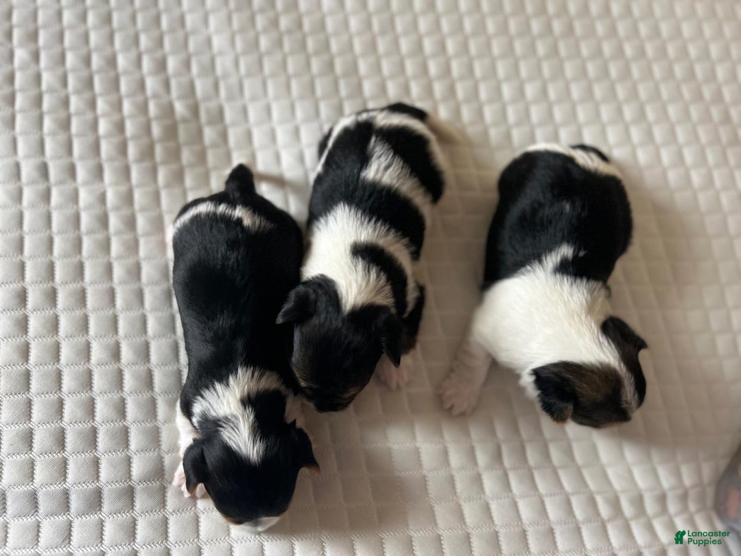 Biewer Terrier dogs for sale: Puppy - Ad 3