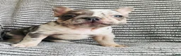 French Bulldog dogs for sale: Amber  - Ad 7