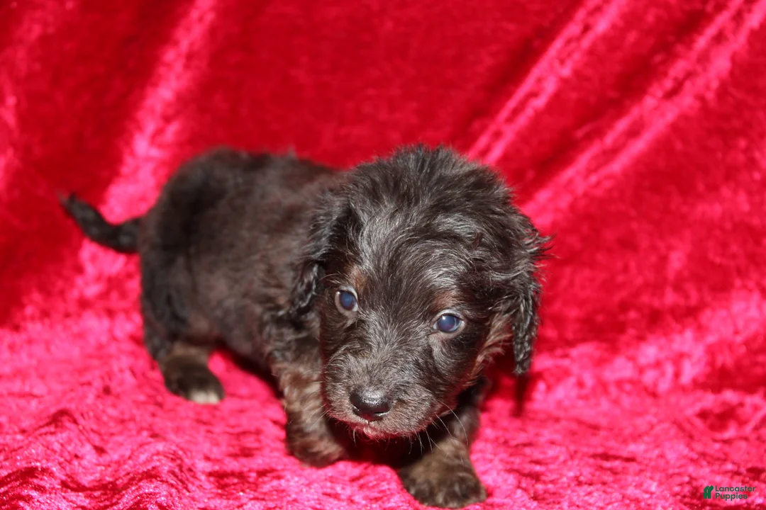 Doxiepoo dogs for sale: Doxiepoo Rubble - Ad 13