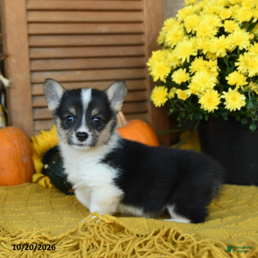 Welsh Corgi Pembroke dogs for sale: Dixie - Ad 2