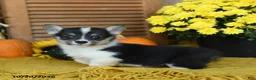 Welsh Corgi Pembroke dogs for sale: Dixie - Ad 2