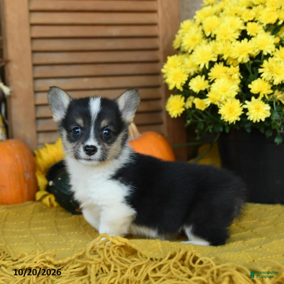 Welsh Corgi Pembroke dogs for sale: Dixie - Ad 2