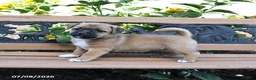Jug dogs for sale: Cleo - Ad 2