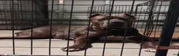 Cane Corso dogs for sale: Cane Corso 1 - Ad 4
