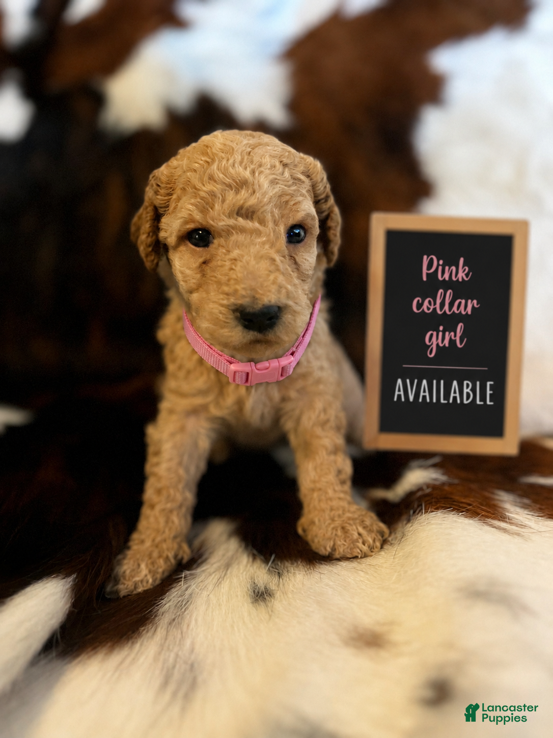 Labradoodle dogs Pink Collar Girl - Ad 30