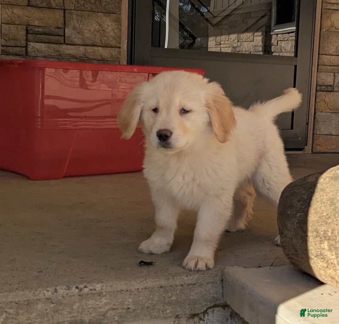 Golden Retriever dogs for sale: Hunter  - Ad 1