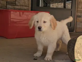 Golden Retriever dogs Hunter - Ad 26