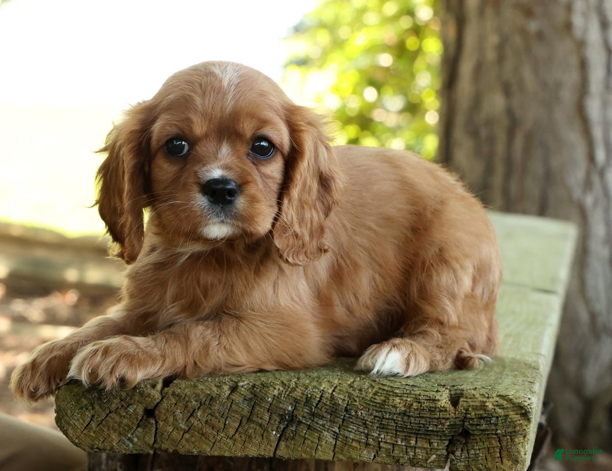 Cavalier King Charles Spaniel dogs for sale: Callie - Ad 3