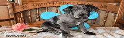Great Dane dogs for sale: William  - Ad 1