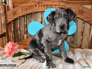 Great Dane dogs William - Ad 9