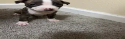 American Pit Bull Terrier dogs for sale: Sweetie  - Ad 1