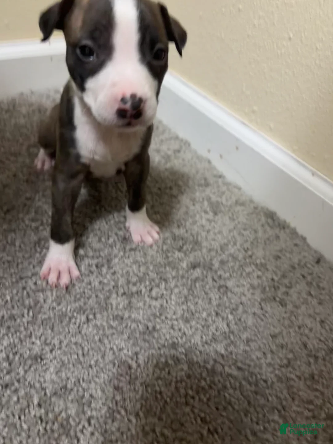 American Pit Bull Terrier dogs for sale: Sweetie  - Ad 1