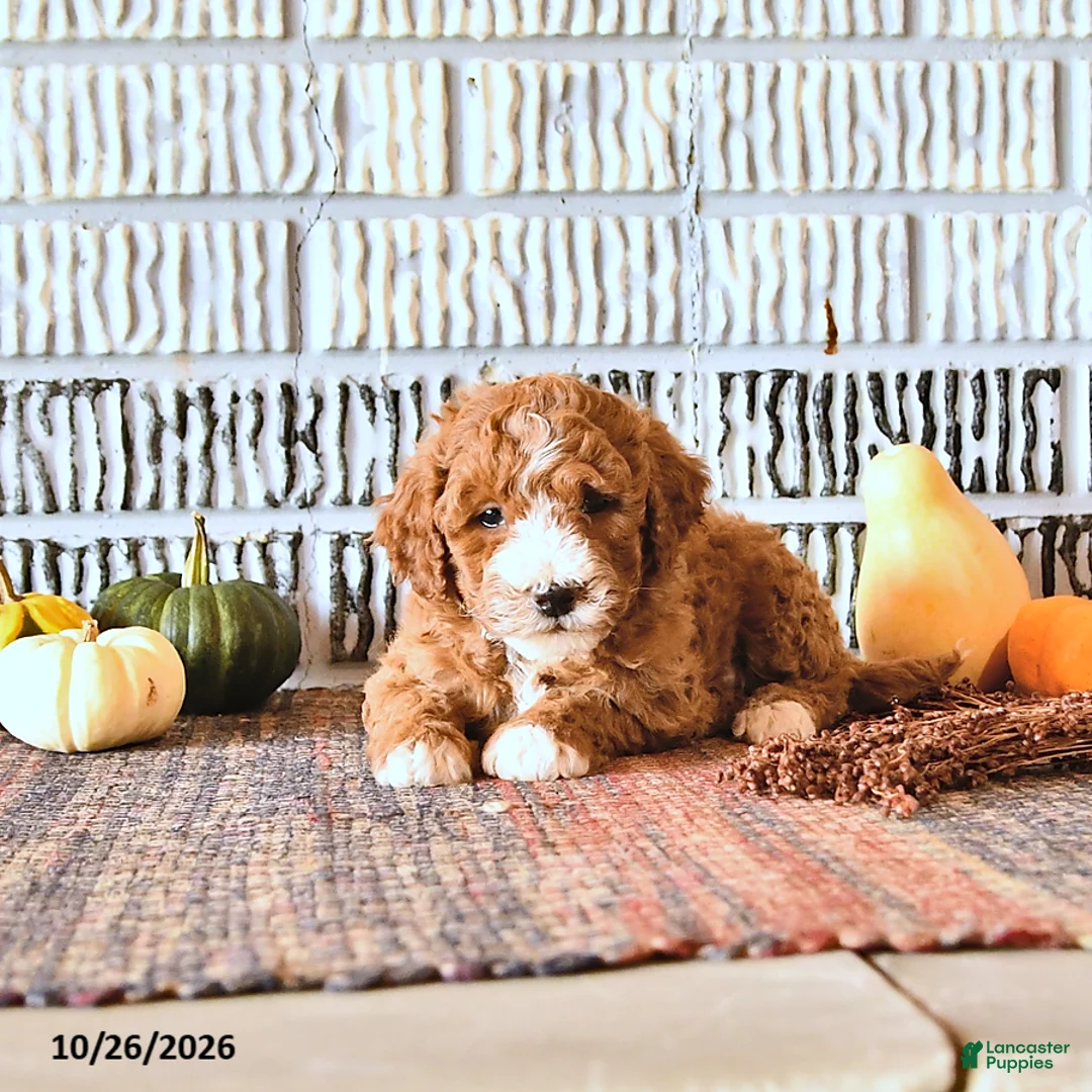 Mini Goldendoodle dogs for sale: Oakley - Ad 1