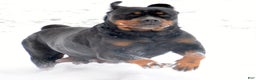 Rottweiler dogs for sale: Rottweiler Puppy 2 Roxy - Ad 3