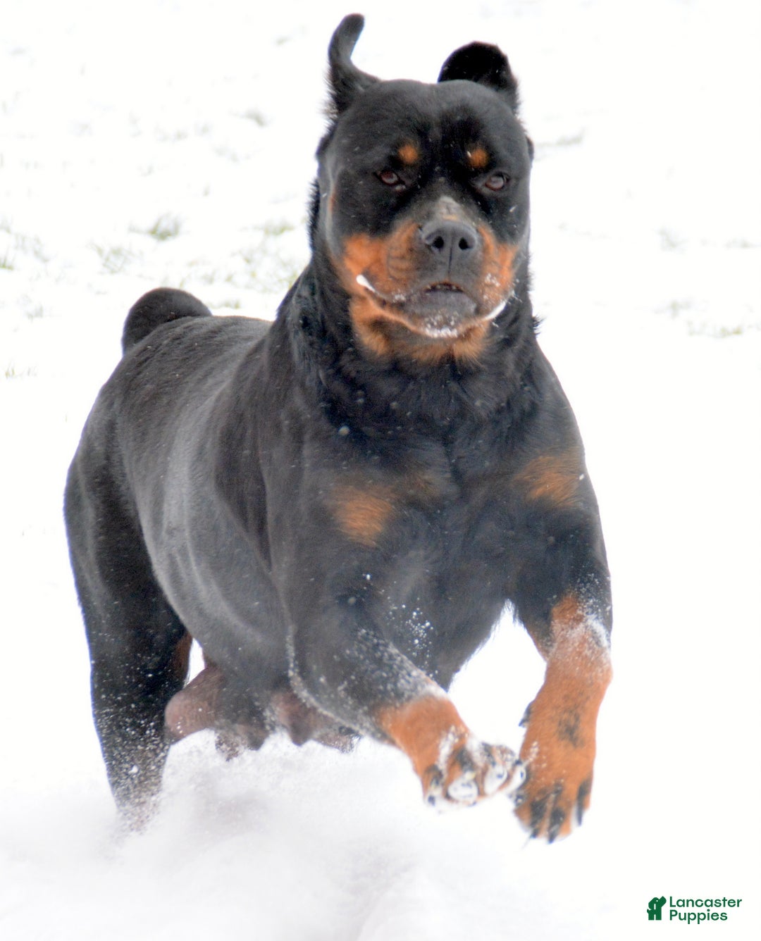 Rottweiler dogs for sale: Rottweiler Puppy 2 Roxy - Ad 3