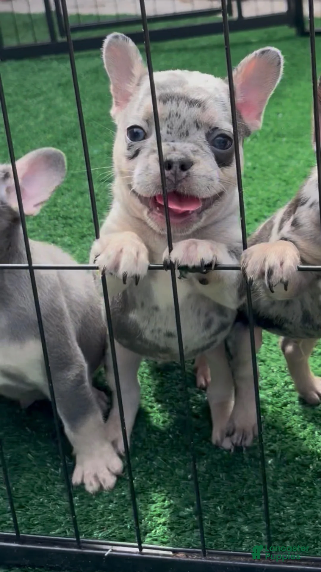 French Bulldog dogs for sale: French Bulldog 1 - Ad 2
