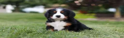 Bernese Mountain Dog dogs for sale: Queen - Ad 3