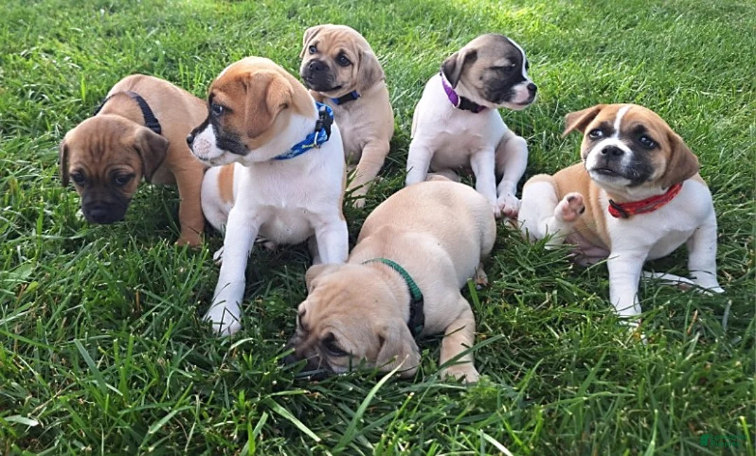Jug dogs for sale: Clove - Ad 4