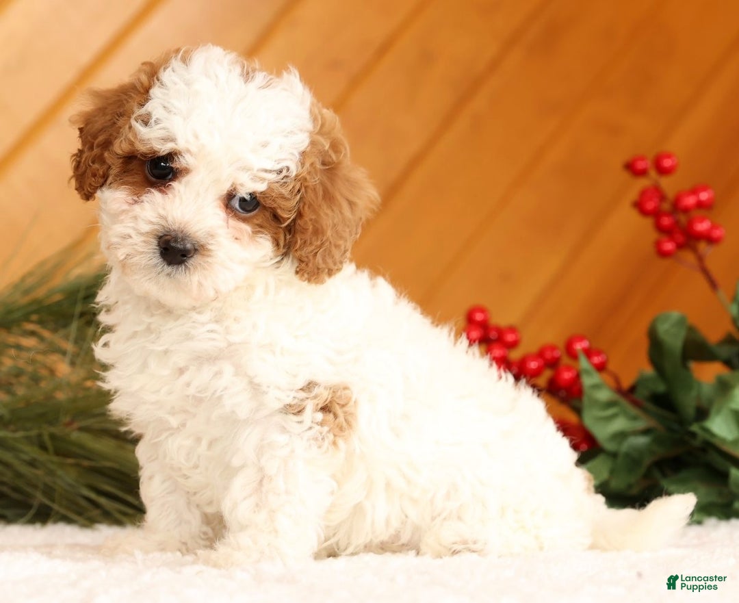 Cavapoo dogs for sale: Jingle - Ad 2