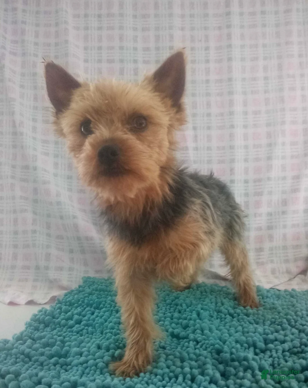 Yorkshire Terrier dogs for sale: Coco - Ad 5