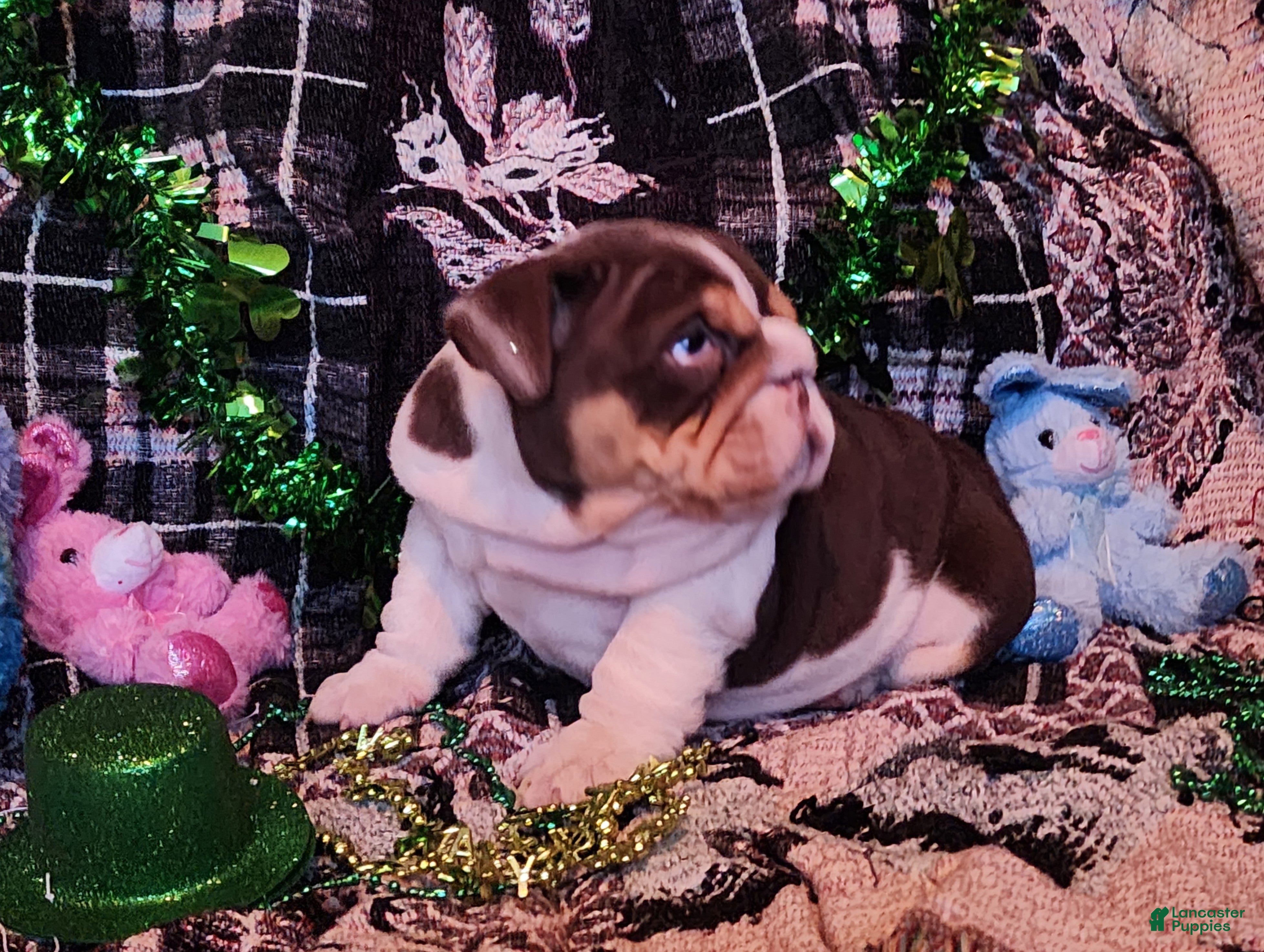 English Bulldog dogs Health clear Snickers  - Ad 2