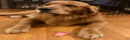 Golden Retriever dogs for sale: Pink CKC/DNA HLTH Tested - Ad 3