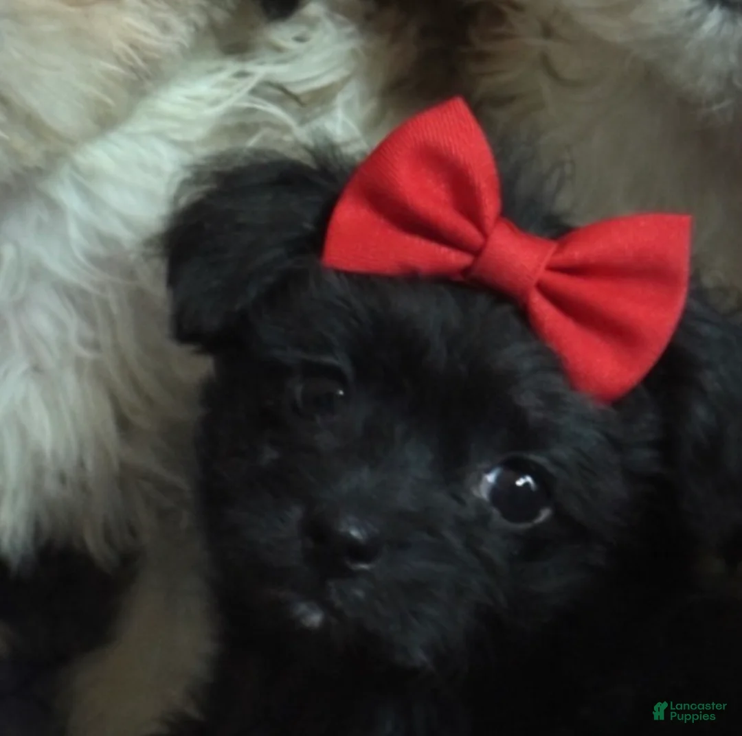 Shihpoo dogs for sale: Shihpoo Puppy 3 - Ad 3