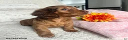 Miniature Dachshund dogs for sale: Kathy - Ad 3