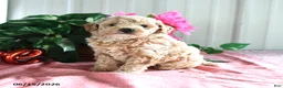 Miniature Poodle dogs for sale: Beauty - Ad 4