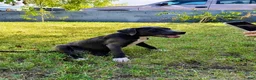 American Pit Bull Terrier dogs for sale: Luna - Ad 2