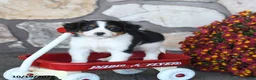 Mini Bernedoodle dogs for sale: Daisy - Ad 2
